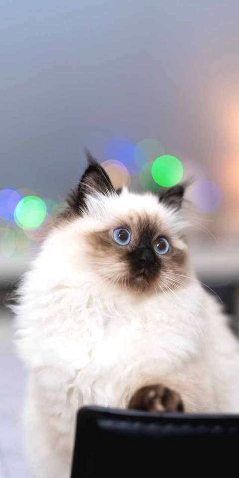 かわいくてとてもかわいい子猫さようなら ジグソーパズルオンライン