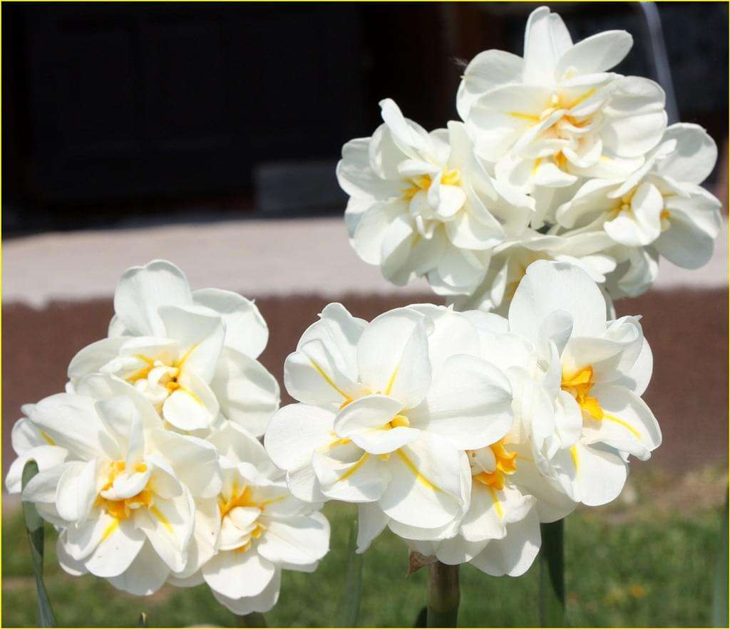 Multifloric Narcissus legpuzzel online