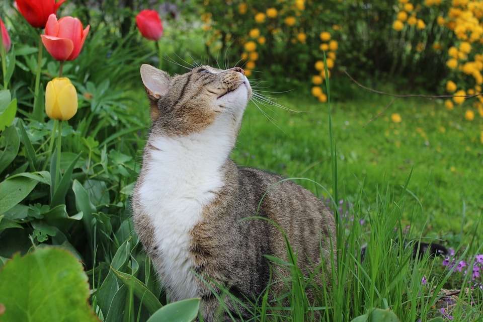 Кот в саду онлайн-пазл
