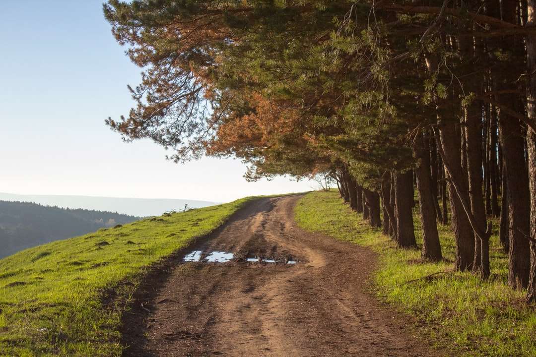 Bruin pad tussen groen grasveld en bomen legpuzzel online