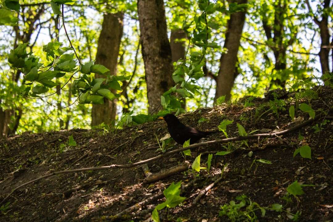 Uccello nero sul tronco di albero marrone durante il giorno puzzle online