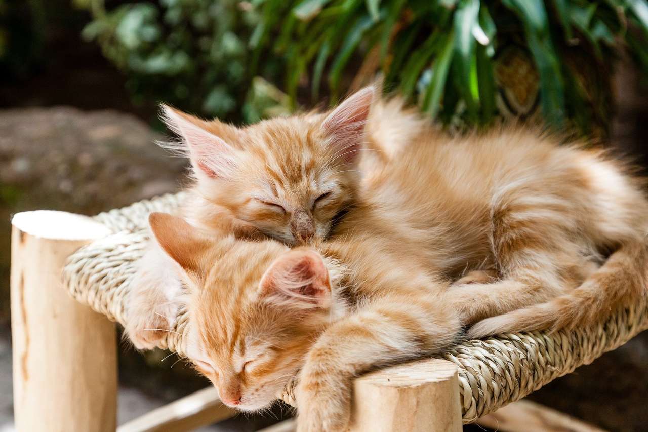 Pisicile de dormit puzzle online