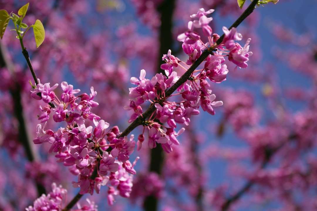 チルトシフトレンズのピンクの花 オンラインパズル