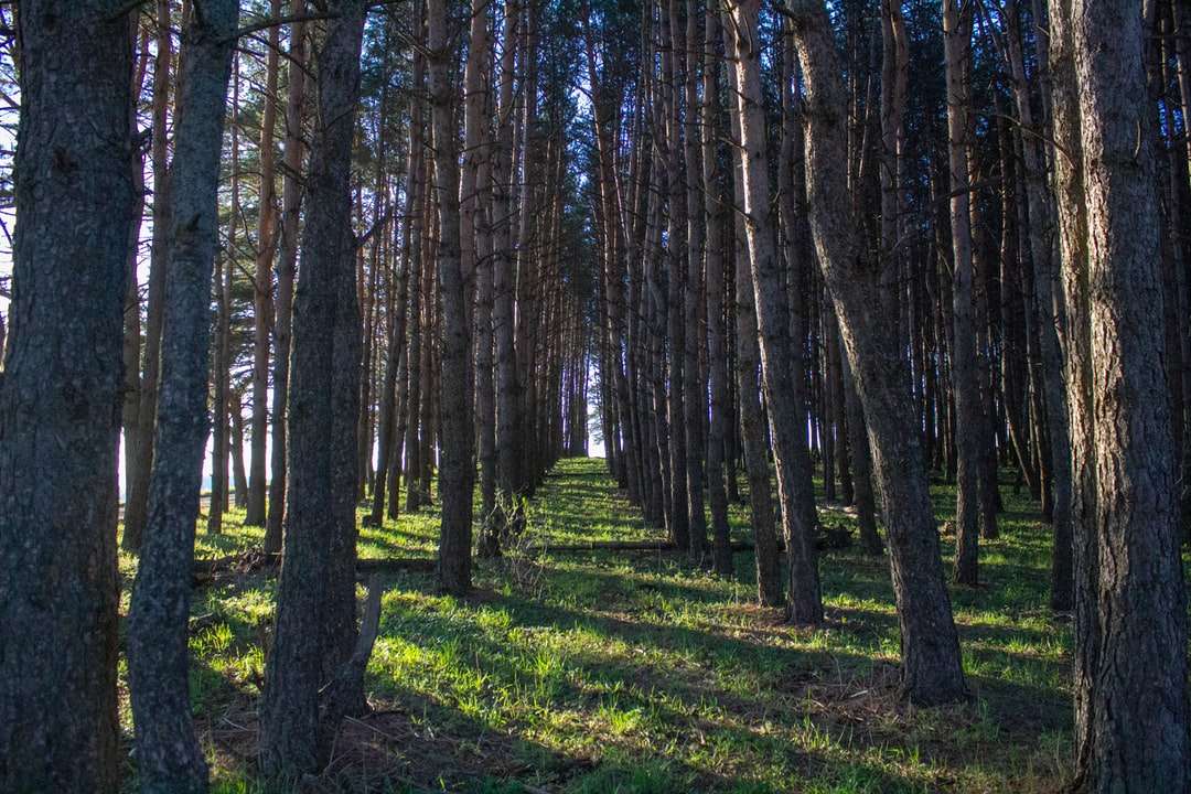 Zöld fű és barna fák napközben kirakós online