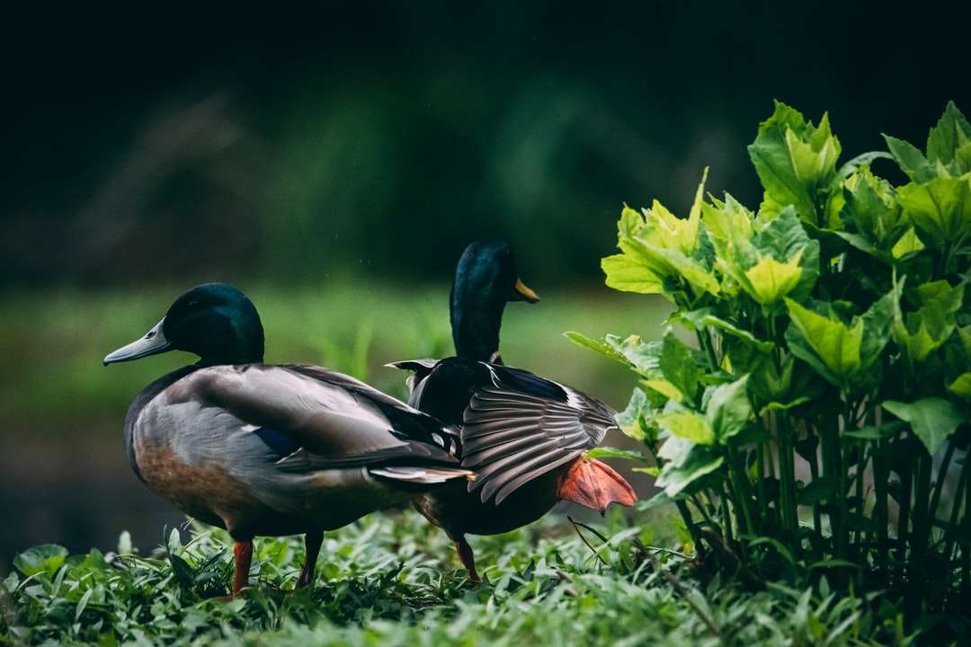 Tři kachny kachna na zelené trávě během dne skládačky online