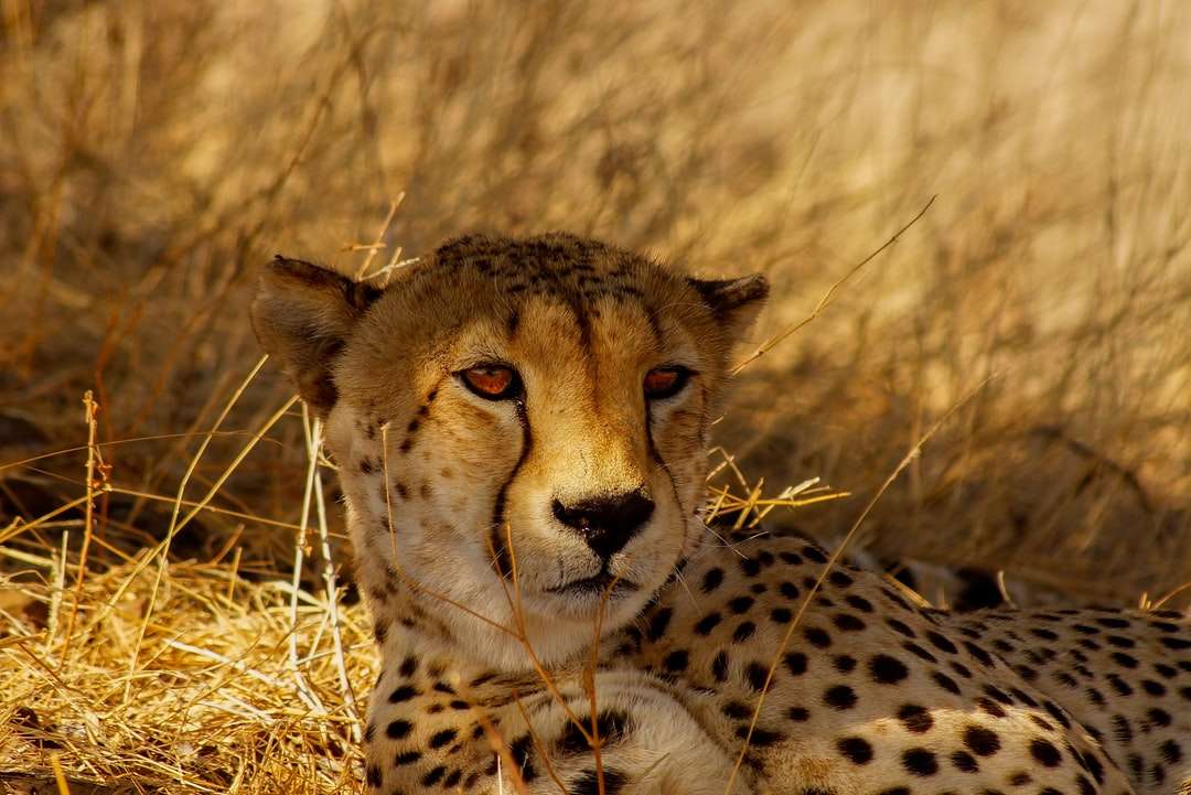 cheetah på brunt gräs fält under dagtid Pussel online
