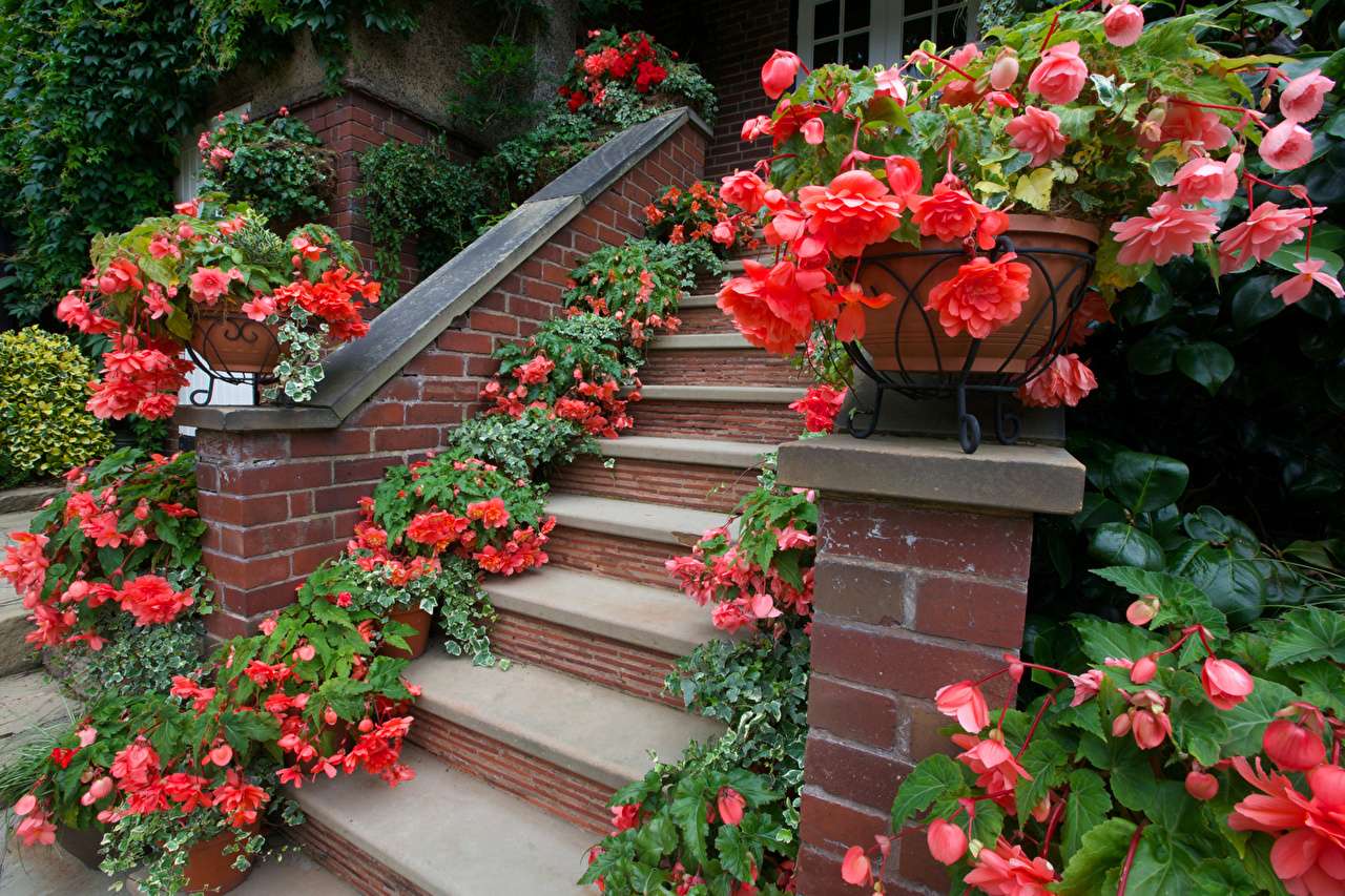 Begonia decoration of the entrance to the house jigsaw puzzle online