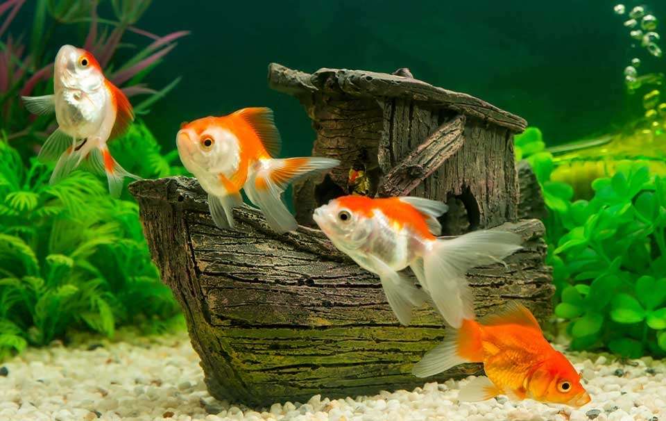 Ryby v akváriu online puzzle