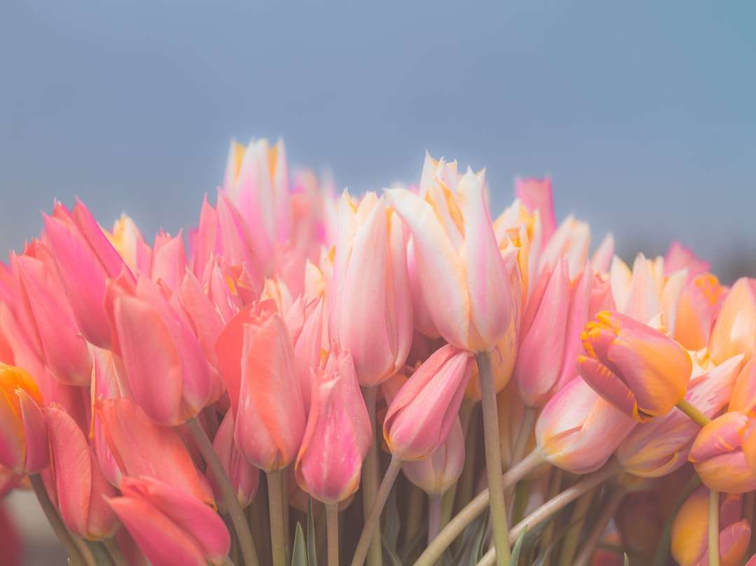 Rosa tulpaner i blom under dagtid Pussel online
