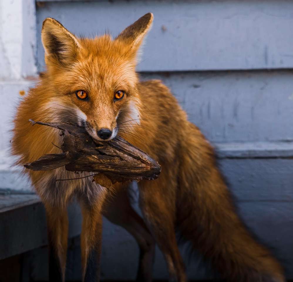 Καφέ αλεπού σε γκρι ξύλινο φράχτη παζλ online