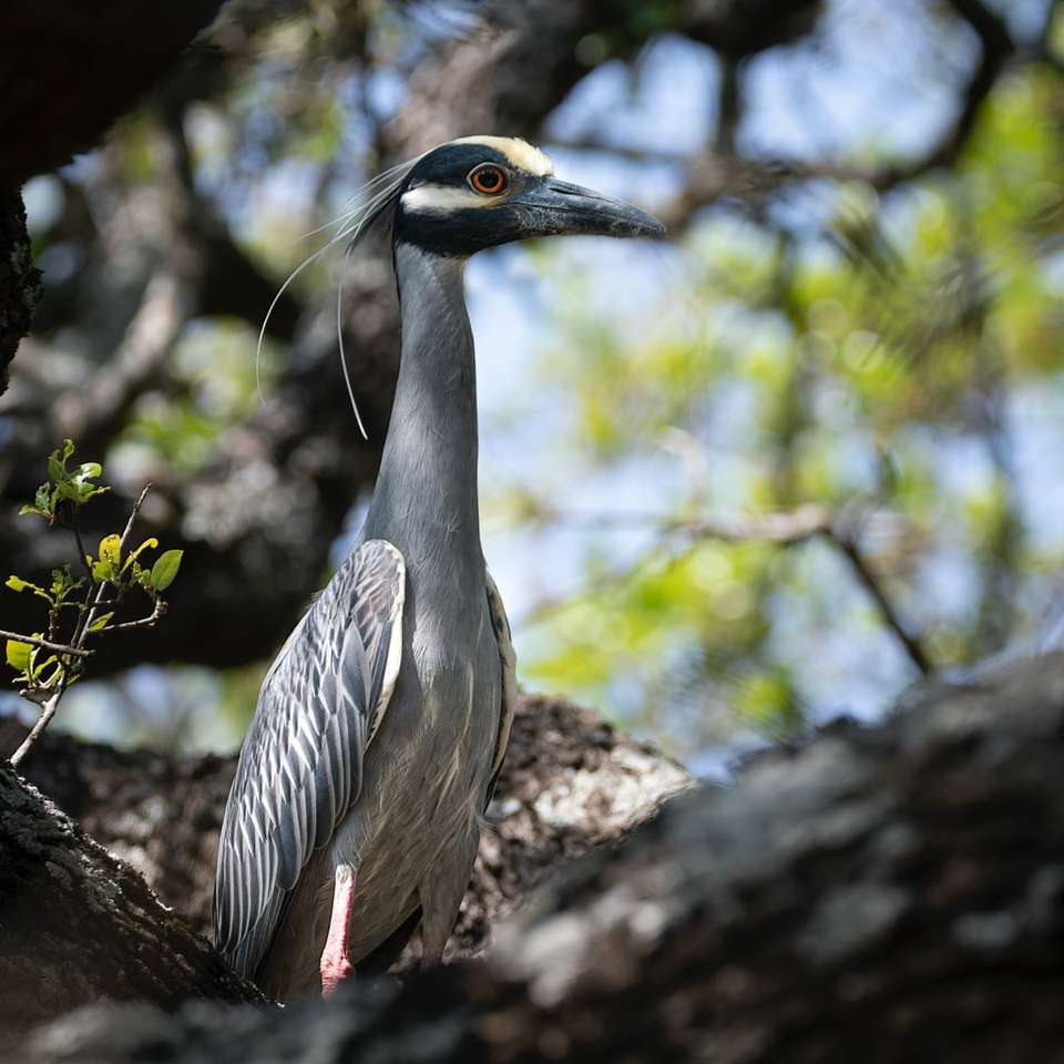 Uccello grigio sul ramo di albero marrone durante il giorno puzzle online