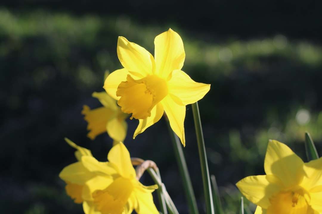 Žluté narcisy v květu během dne skládačky online