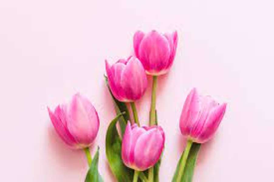 Schöne und empfindliche Rosen-Tulpen Online-Puzzle