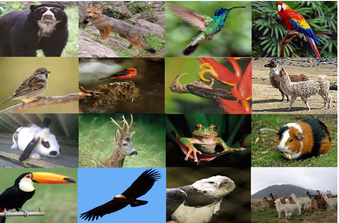 ECUADORの動物相 ジグソーパズルオンライン