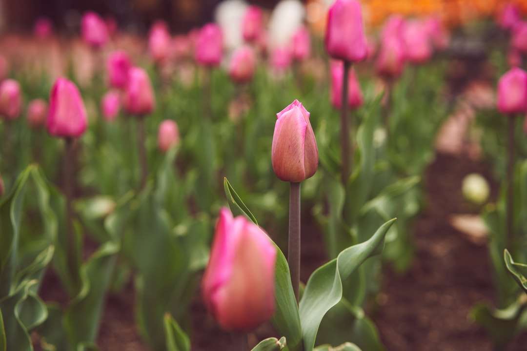 рожеві тюльпани цвітуть вдень онлайн пазл