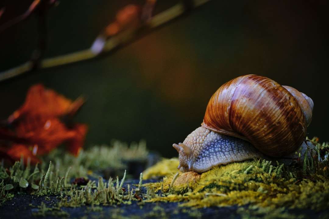 Snail maro pe iarba verde în timpul zilei jigsaw puzzle online