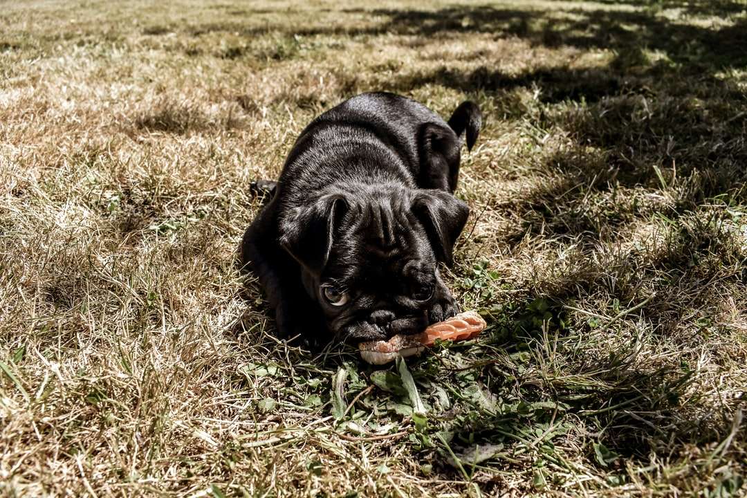 Zwarte pug op groen grasveld overdag online puzzel