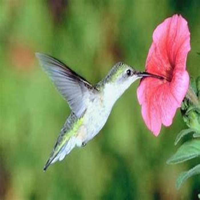 Mattina colibri. puzzle online