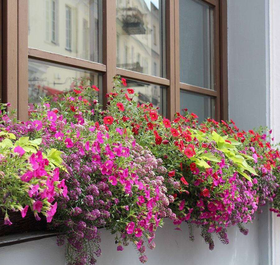 Kwiaty na zewnętrznym parapecie okna puzzle