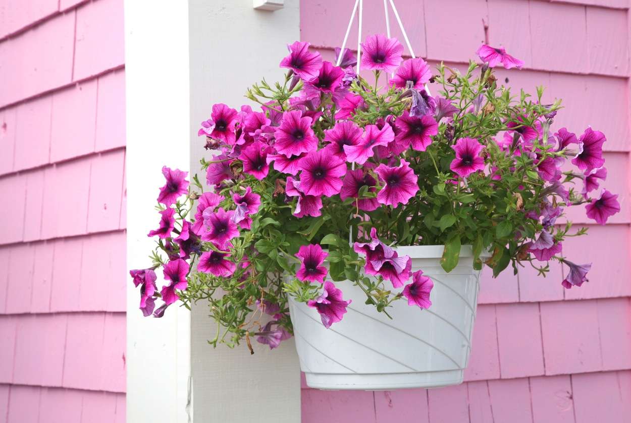 Pink Petunia jigsaw puzzle online