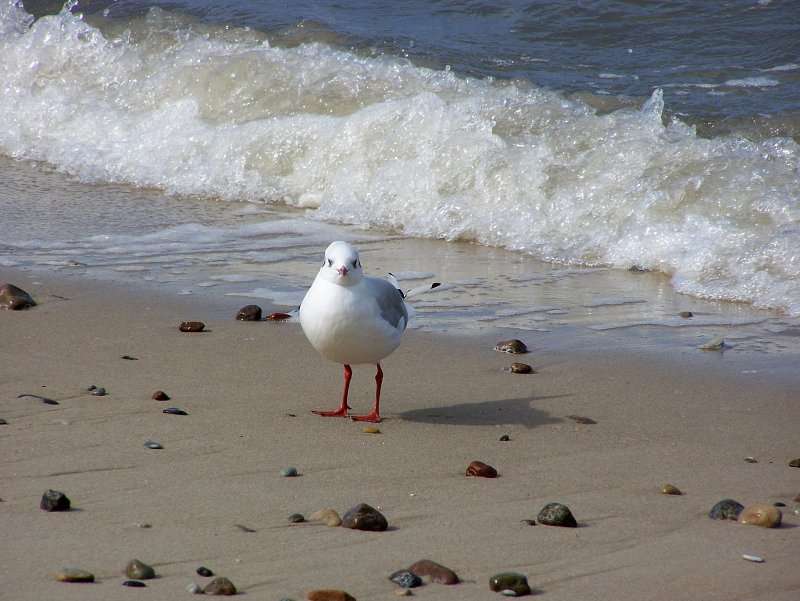 Seagull Rashes on the sea beach jigsaw puzzle online