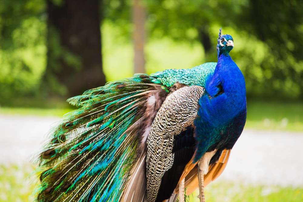 Peacock con una cola verde rompecabezas en línea