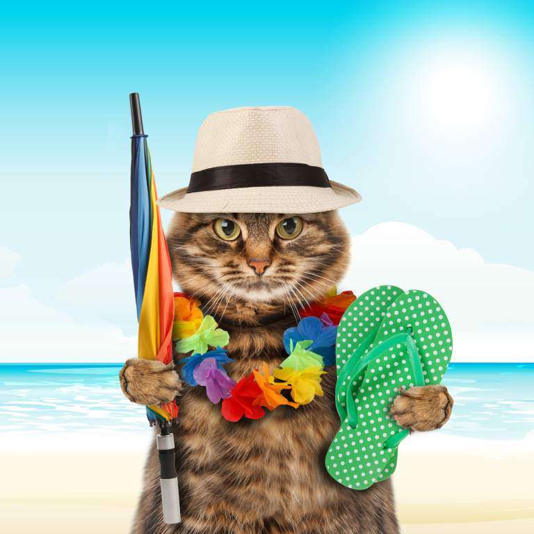 Rolig bild - katt på stranden Pussel online
