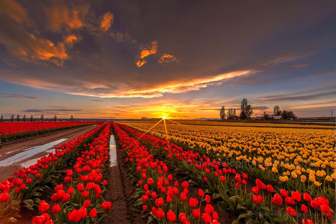 Campo com plantação de tulipa quebra-cabeças online