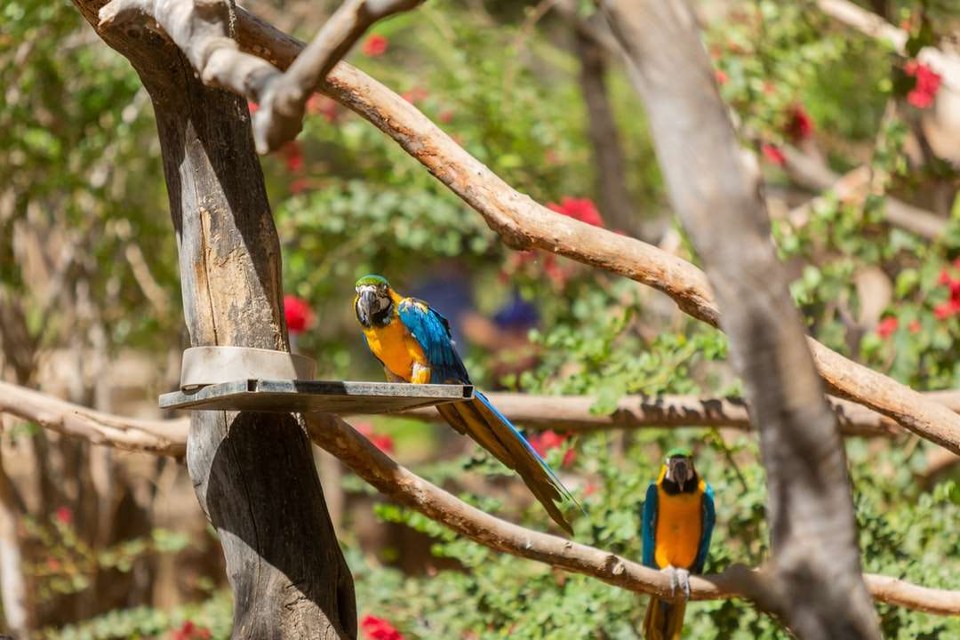 Blauwe gele en groene vogel op bruine boomtak online puzzel