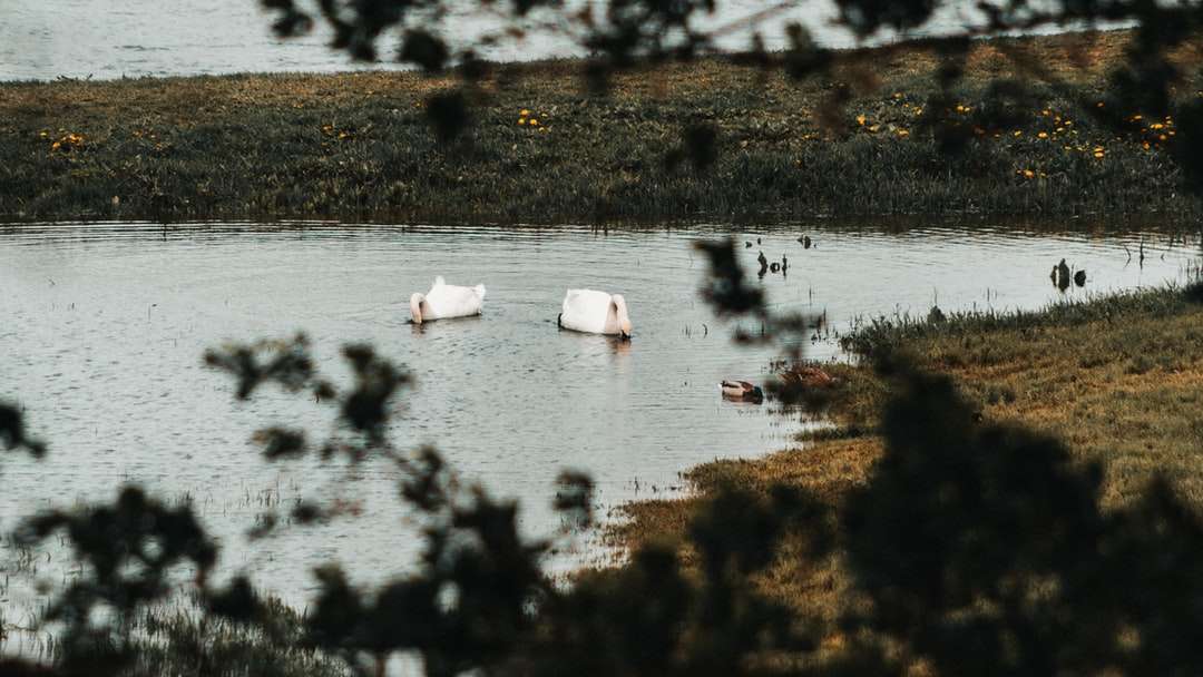 Witte zwaan op water overdag online puzzel