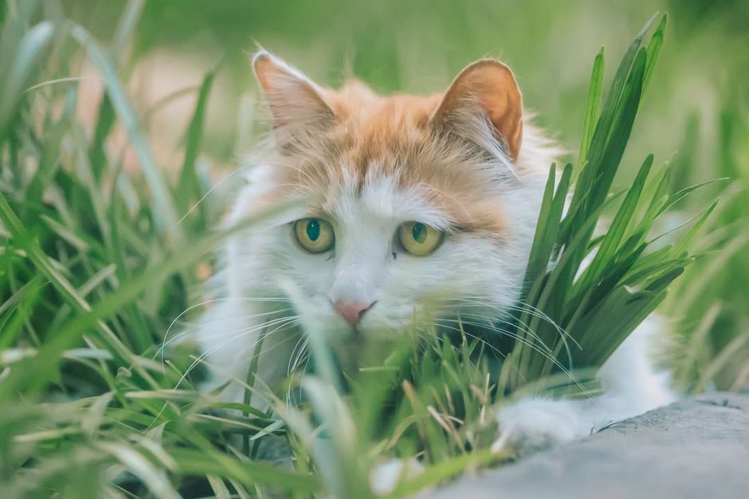 Pisica portocalie si alba pe iarba verde puzzle online