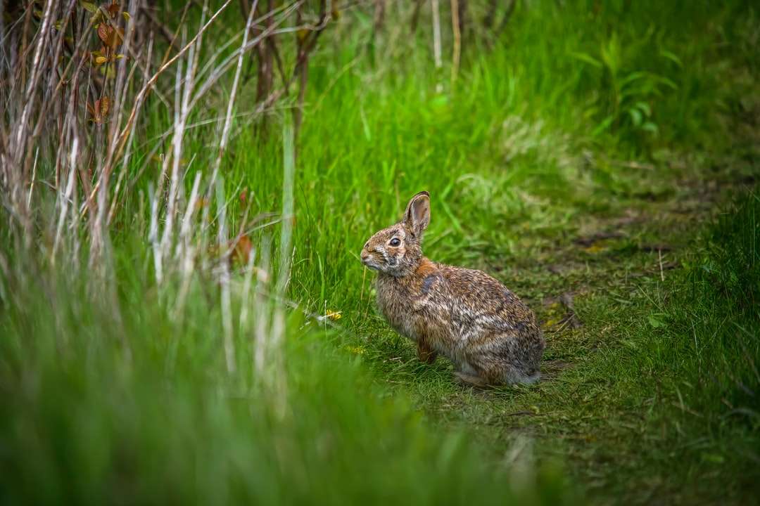 hnědý králík na zelené trávě během dne online puzzle