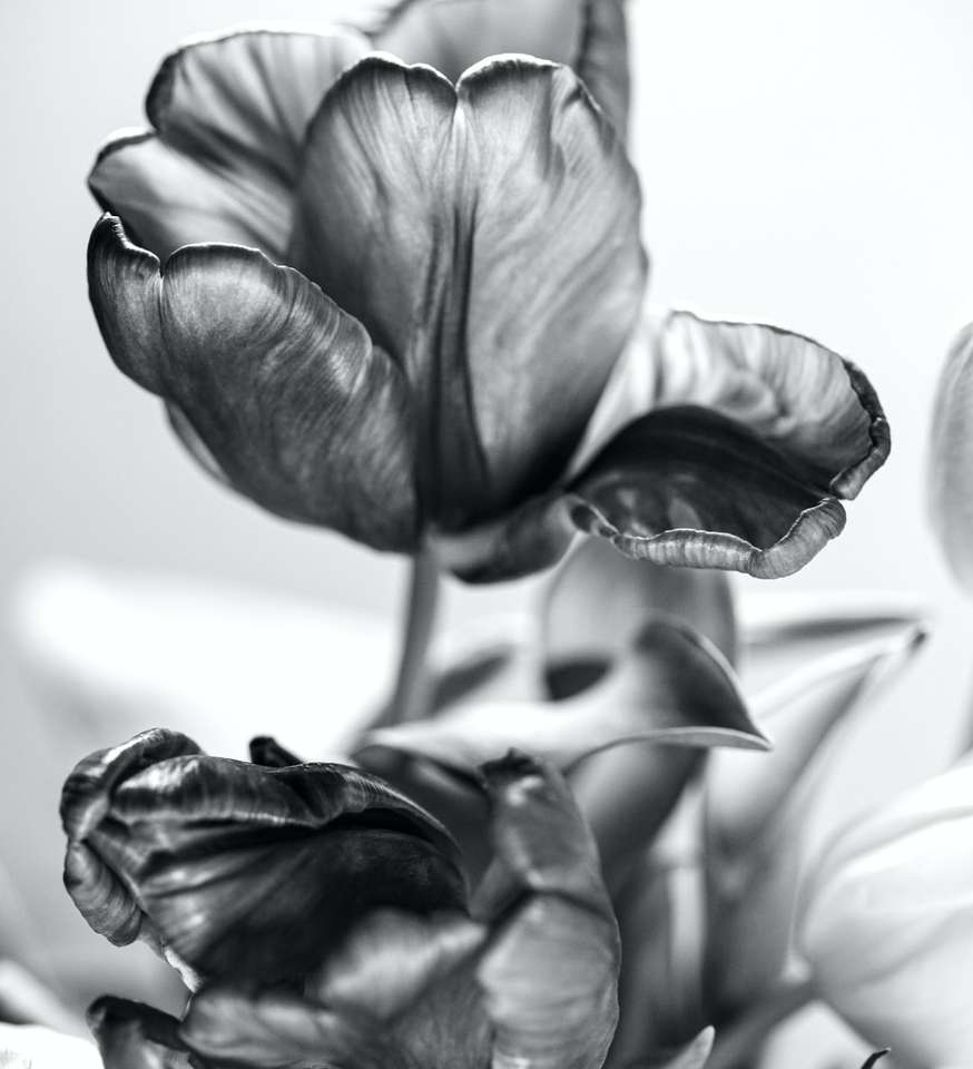 花のグレースケール写真 オンラインパズル