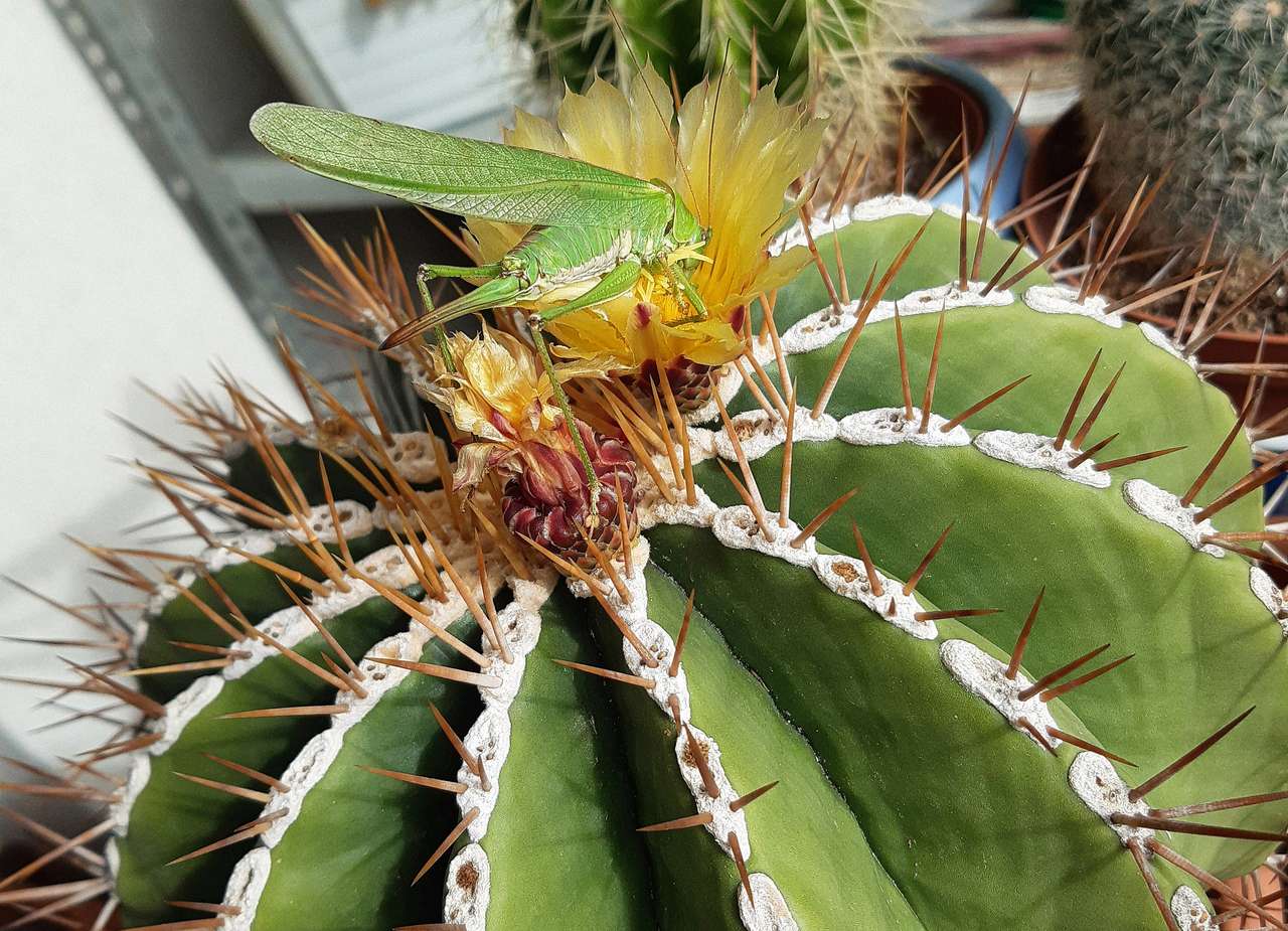 Jumpery v kaktusu Kactus skládačky online
