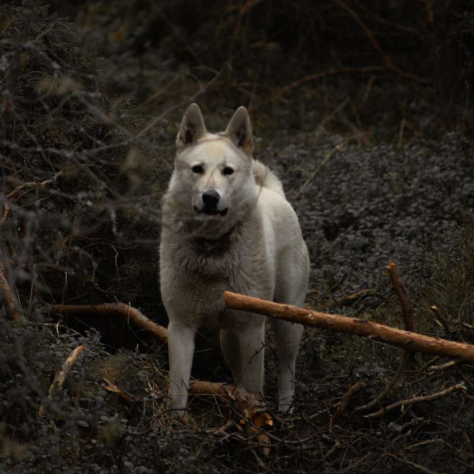 Witte en bruine korte gecoate hond op bruine gedroogde bladeren online puzzel