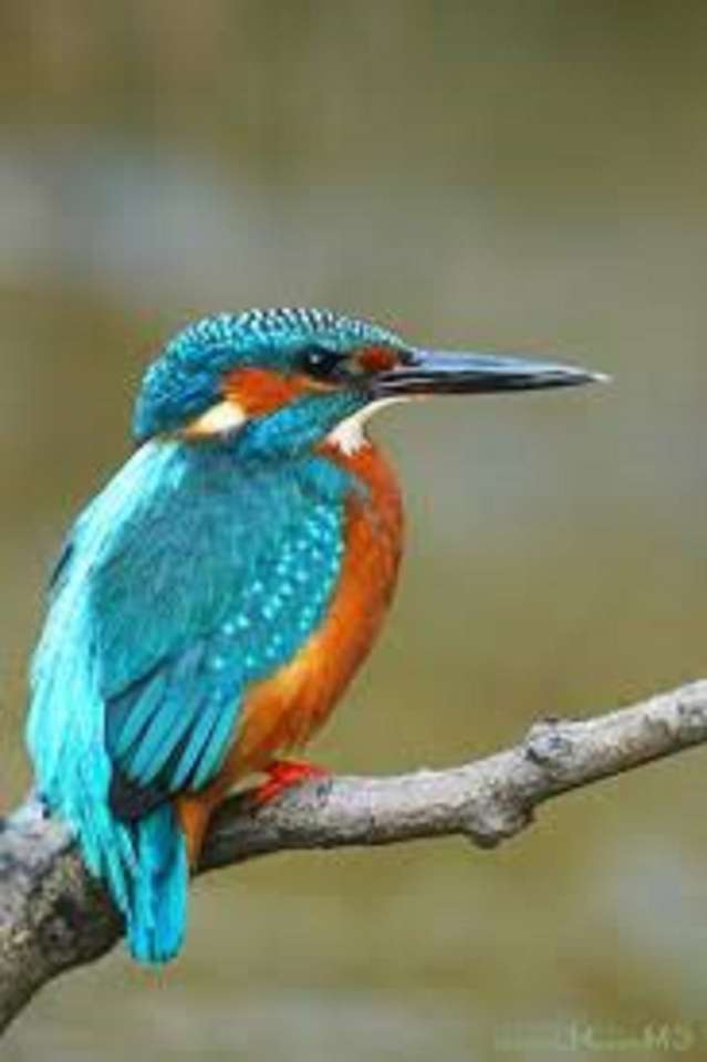 Kingfisher zittend op een tak online puzzel