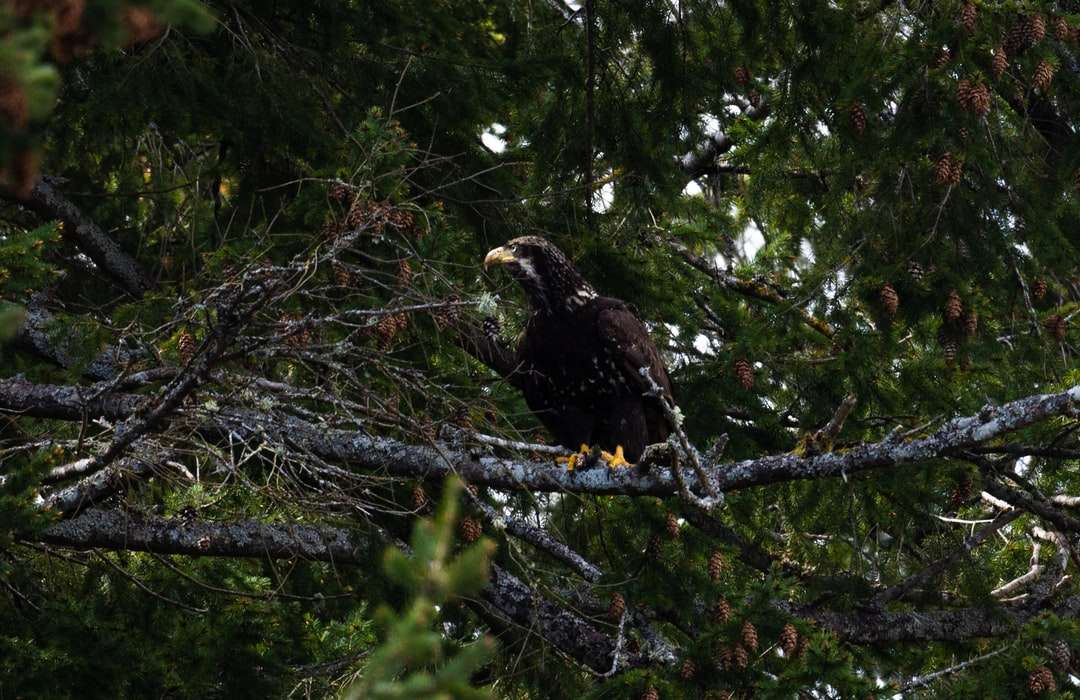 vultur maro și alb pe ramura de copac în timpul zilei puzzle online
