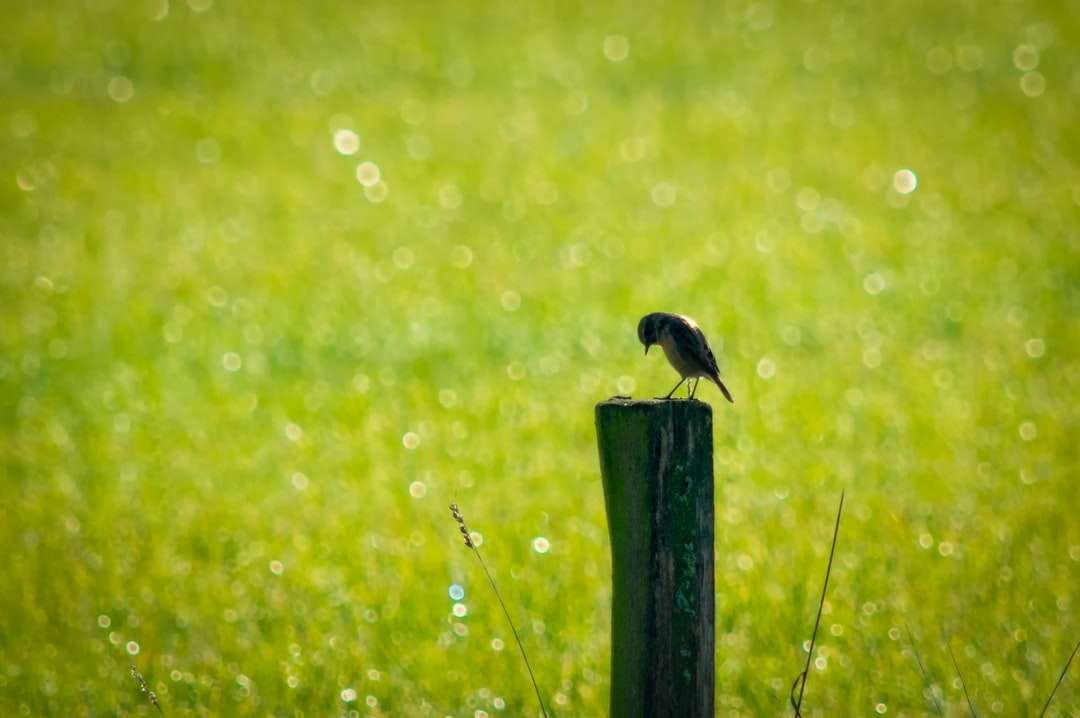Pájaro negro en poste de madera marrón durante el día rompecabezas en línea