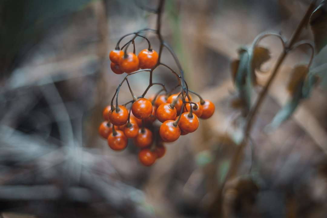 Frutti rotondi arancioni in lente di ribaltamento puzzle online