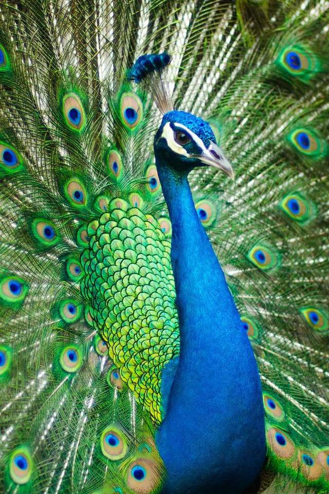 Peacock cu o coadă verde puzzle online