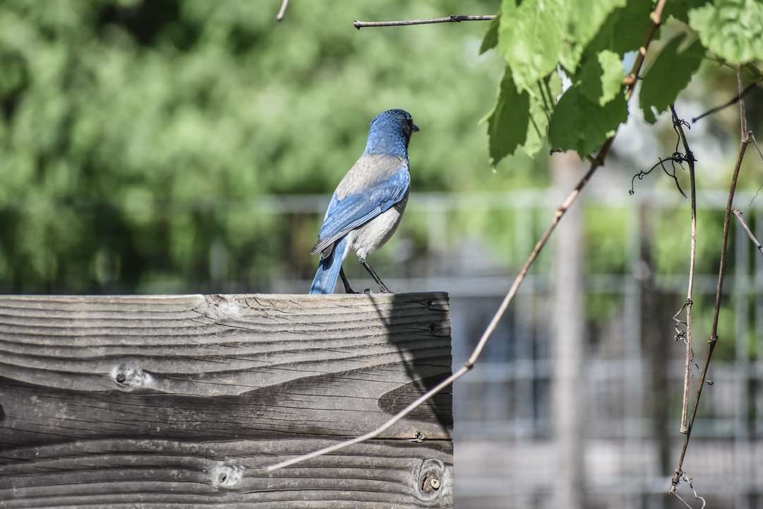 modrý pták na hnědý dřevěný plot během dne online puzzle