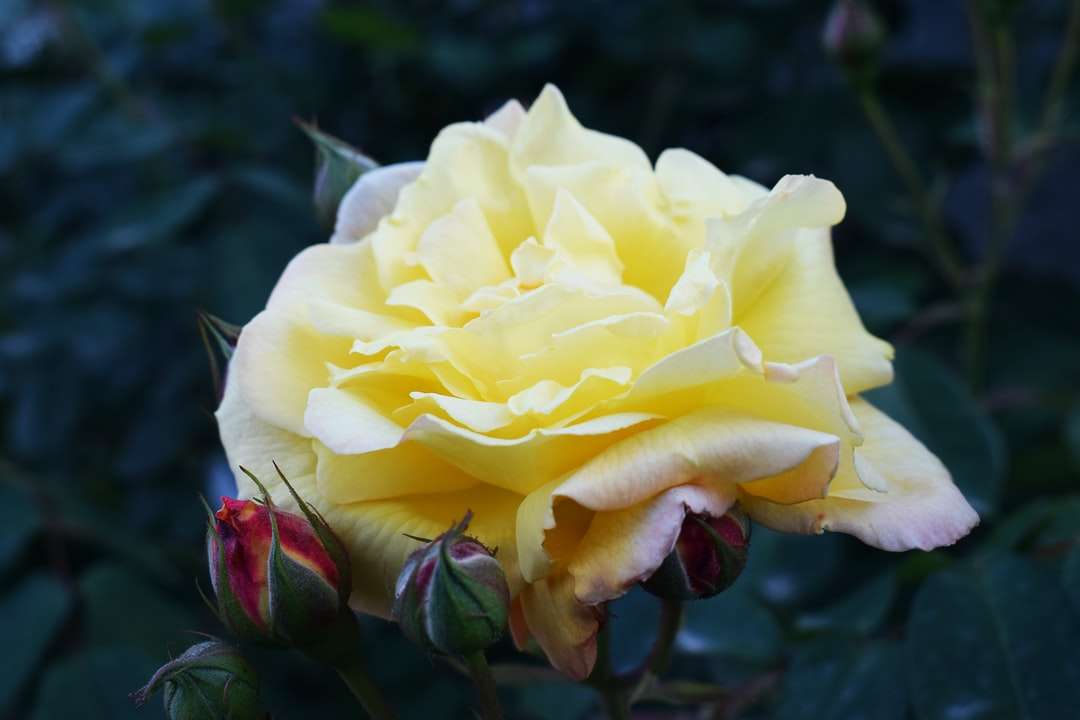 Žlutá růže v květu během dne online puzzle