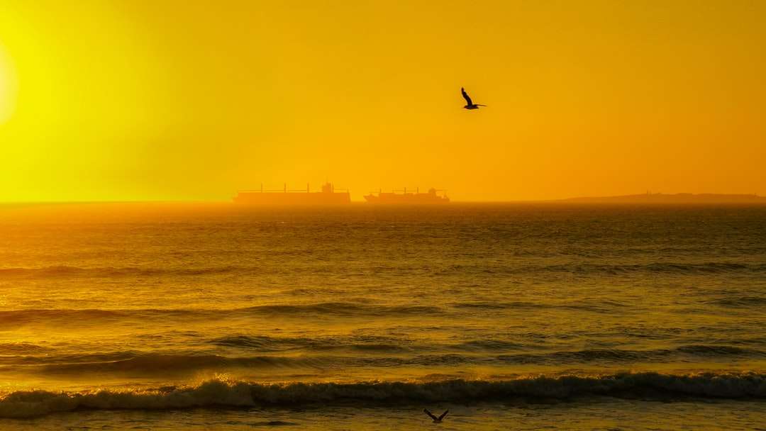 Pájaro volando sobre el mar durante la puesta de sol rompecabezas en línea