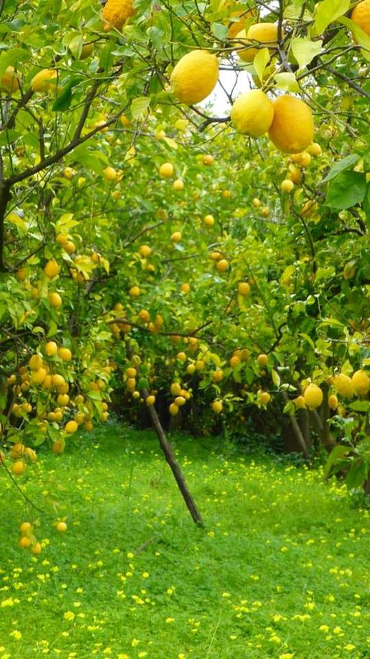 лимонне дерево онлайн пазл