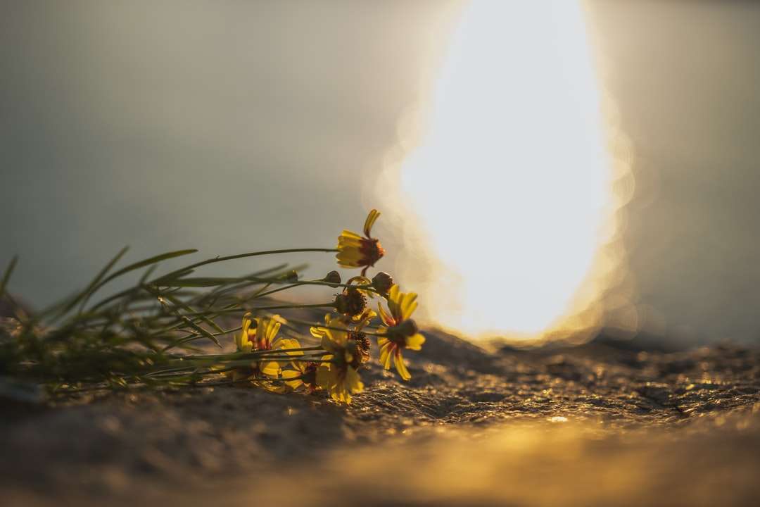 Tűz a barna talajra nappali nap folyamán kirakós online