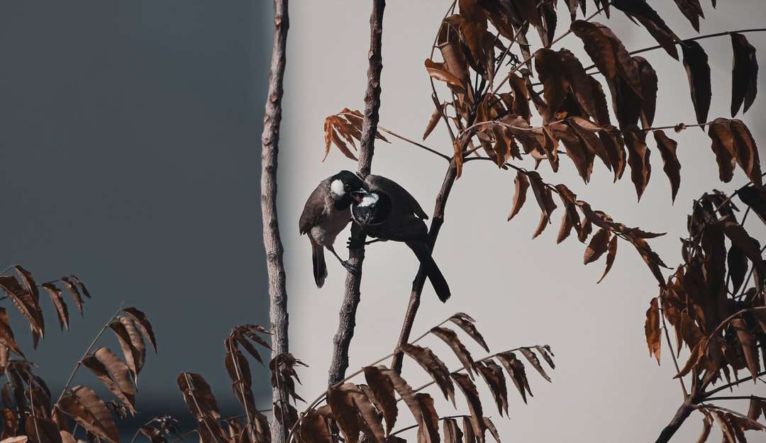 Svartvit fågel på brun trädgren under dagtid Pussel online