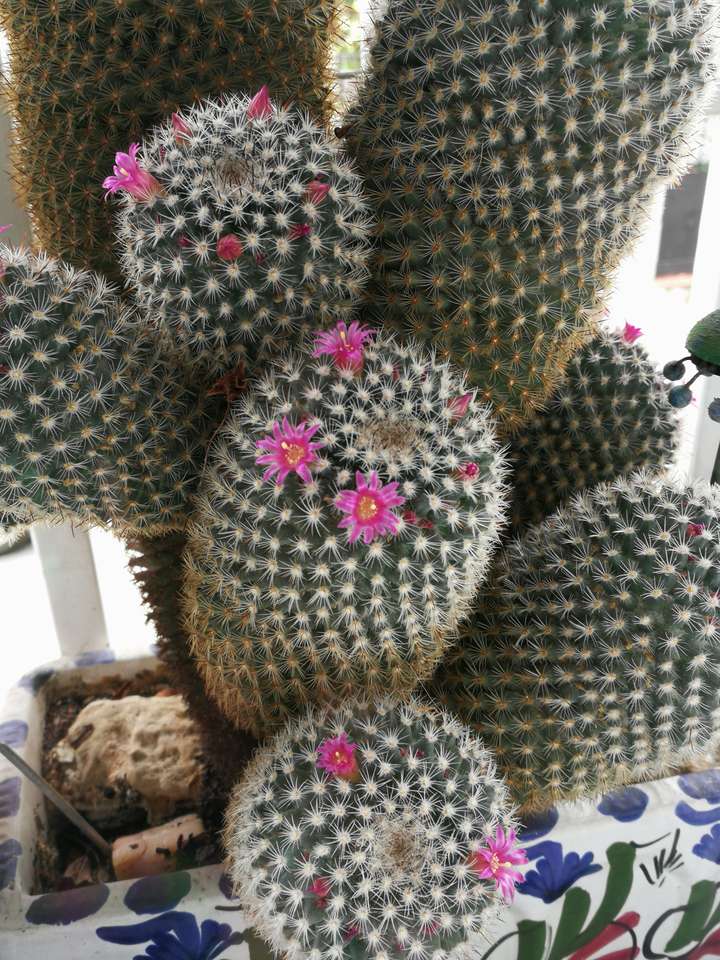 Florido Cactus. quebra-cabeças online