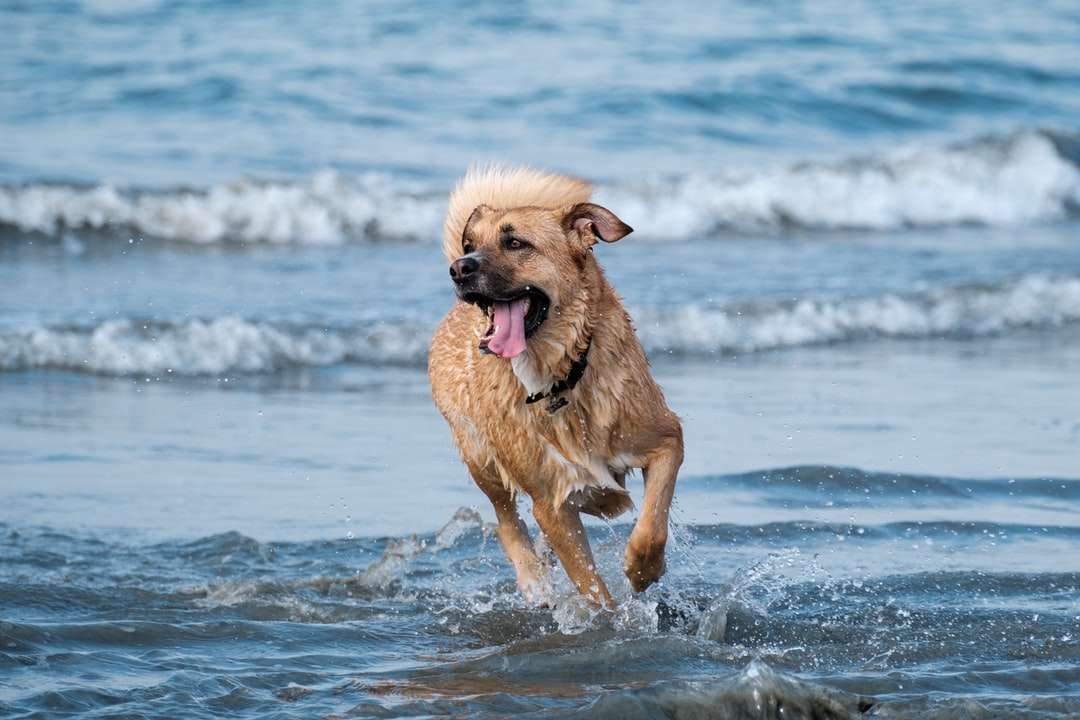 Brun kort belagd hund som löper på vatten under dagtid pussel på nätet