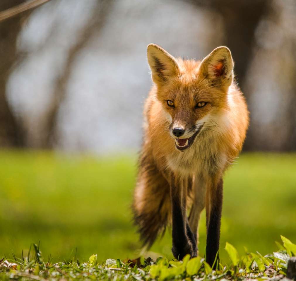 hnědá liška na zelené trávě během dne online puzzle