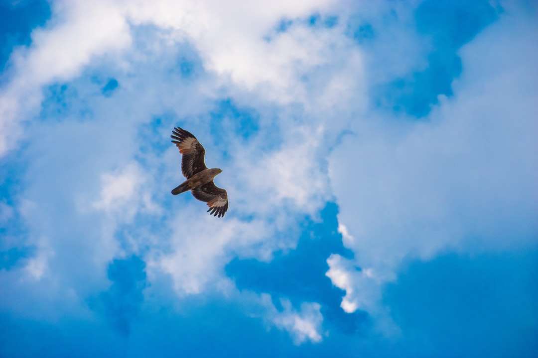 Bruine vogel die overdag onder blauwe hemel vliegt online puzzel